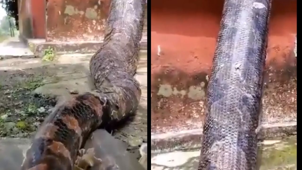 Scary Video: Incredible Reticulated Python climbs a wall to Capture Prey