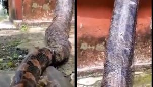 Scary Video: Incredible Reticulated Python climbs a wall to Capture Prey