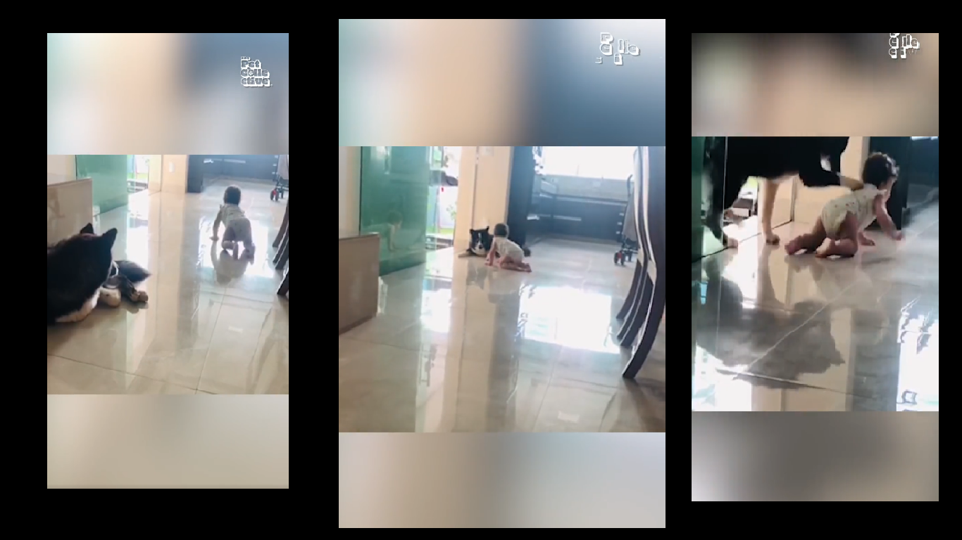 Viral: Adorable dog acts as 'nanny', stops baby from crawling out [WATCH]