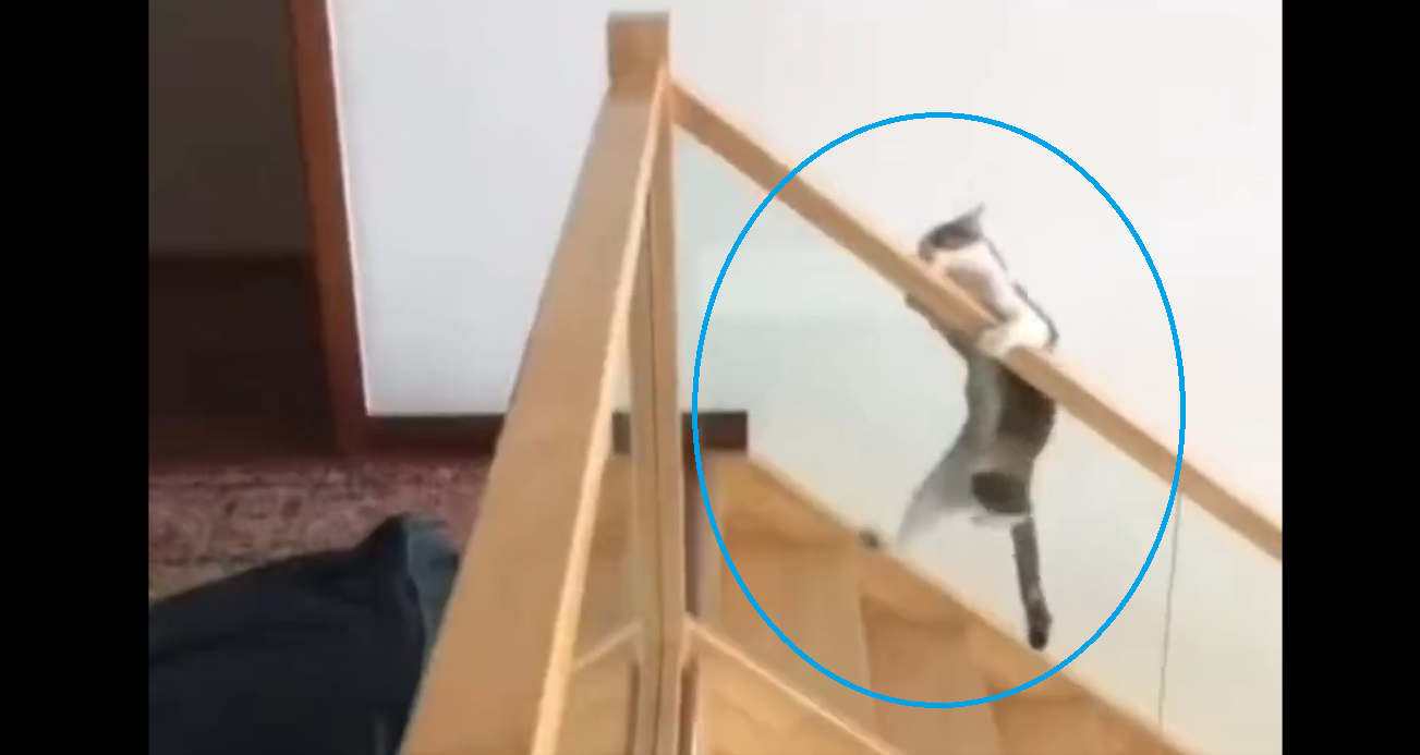 Hilarious: Viral video shows cat sliding down staircase handrail in adorable way