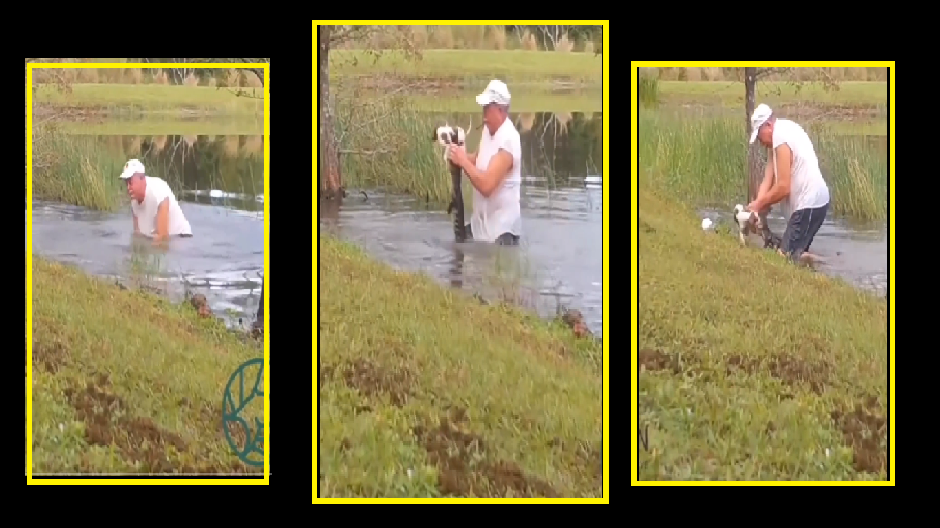 Viral Video: Elderly man rescues pet dog from jaws of alligator