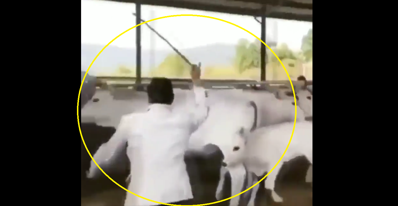 Viral Video: Man gets instant Karma for hitting mama cow