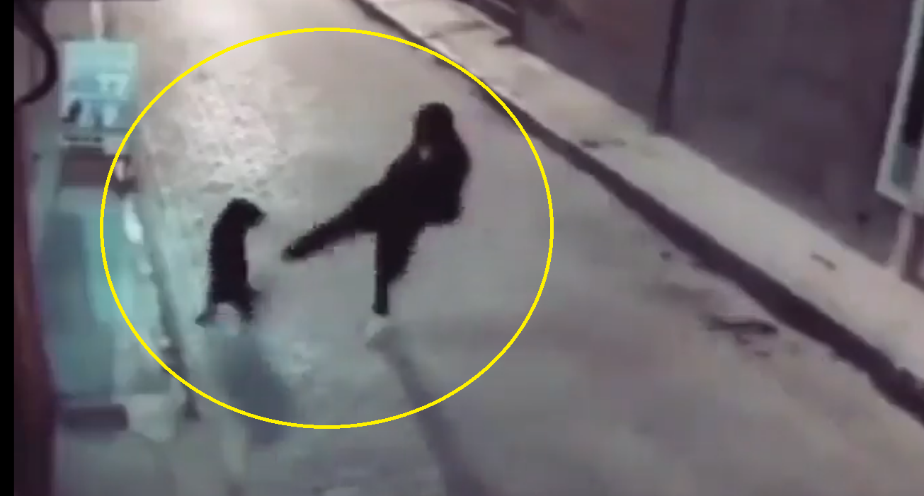 Viral Video: Man trying to kick poor dog gets instant Karma; internet says deserved it