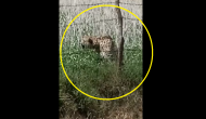 Watch: Cheetah sneaks out of Kuno National Park, strays into 20 kms away village