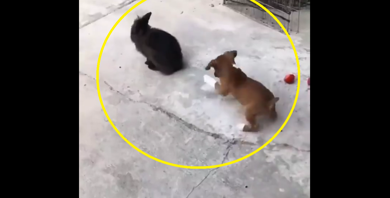 ‘Aww-Dorable’: Watch boxer puppy hopping like bunny, leaving internet in splits