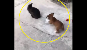 ‘Aww-Dorable’: Watch boxer puppy hopping like bunny, leaving internet in splits