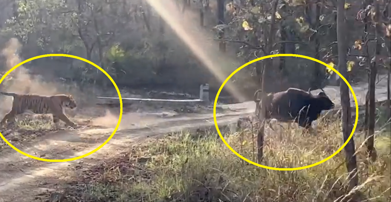 Watch: Tiger tries to hunt massive Indian gaur, what happens next?