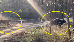 Watch: Tiger tries to hunt massive Indian gaur, what happens next?