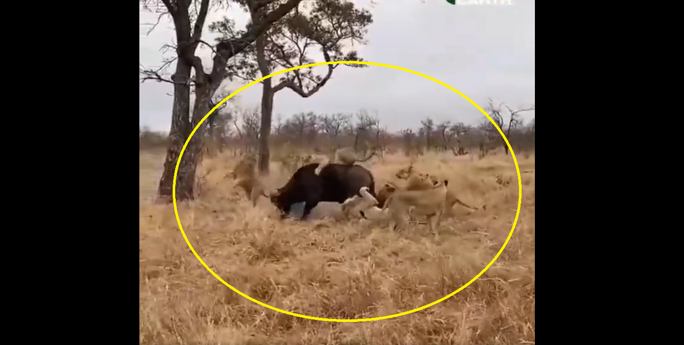 Viral Video: Wild bull fights off 8 lions, teaches lesson of ‘never give up’