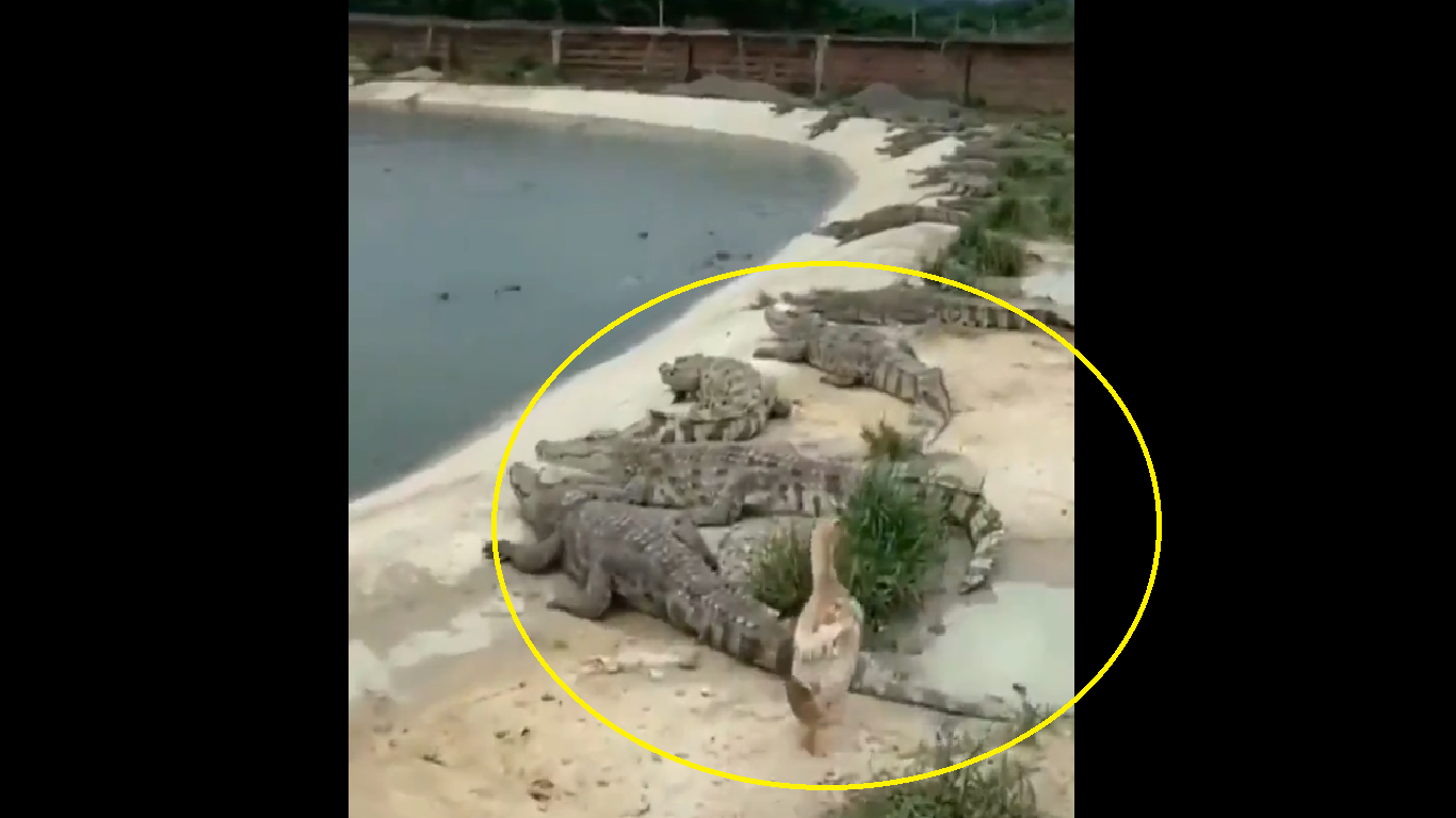 Watch: Duck walks on hungry Crocodiles; what happens next?