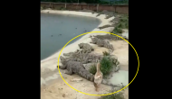 Watch: Duck walks on hungry Crocodiles; what happens next?