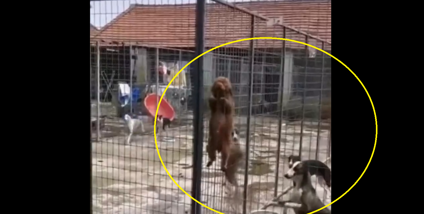 ‘Doggo Prison Break’: Watch dog climbs tall fence to escape