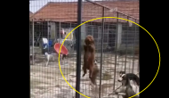 ‘Doggo Prison Break’: Watch dog climbs tall fence to escape