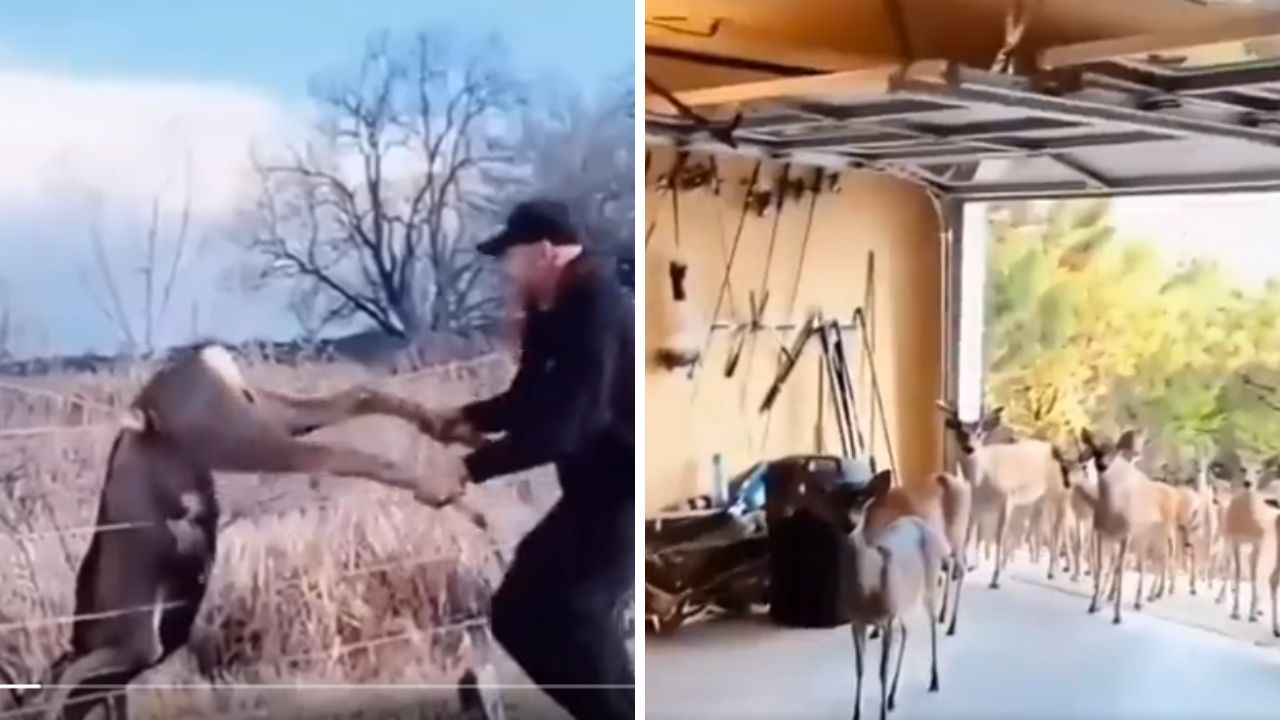 When Humans and Wildlife Connect: The incredible bond between a Man and a herd of grateful deer