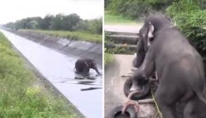 Viral Video: The Incredible story of an elephant's rescue