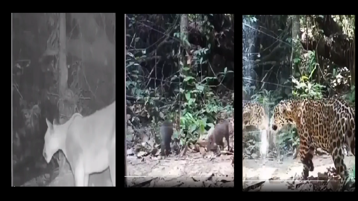 ‘Mirror In The Jungle’: Watch how wild animals react to their reflections