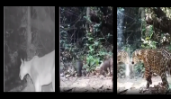 ‘Mirror In The Jungle’: Watch how wild animals react to their reflections