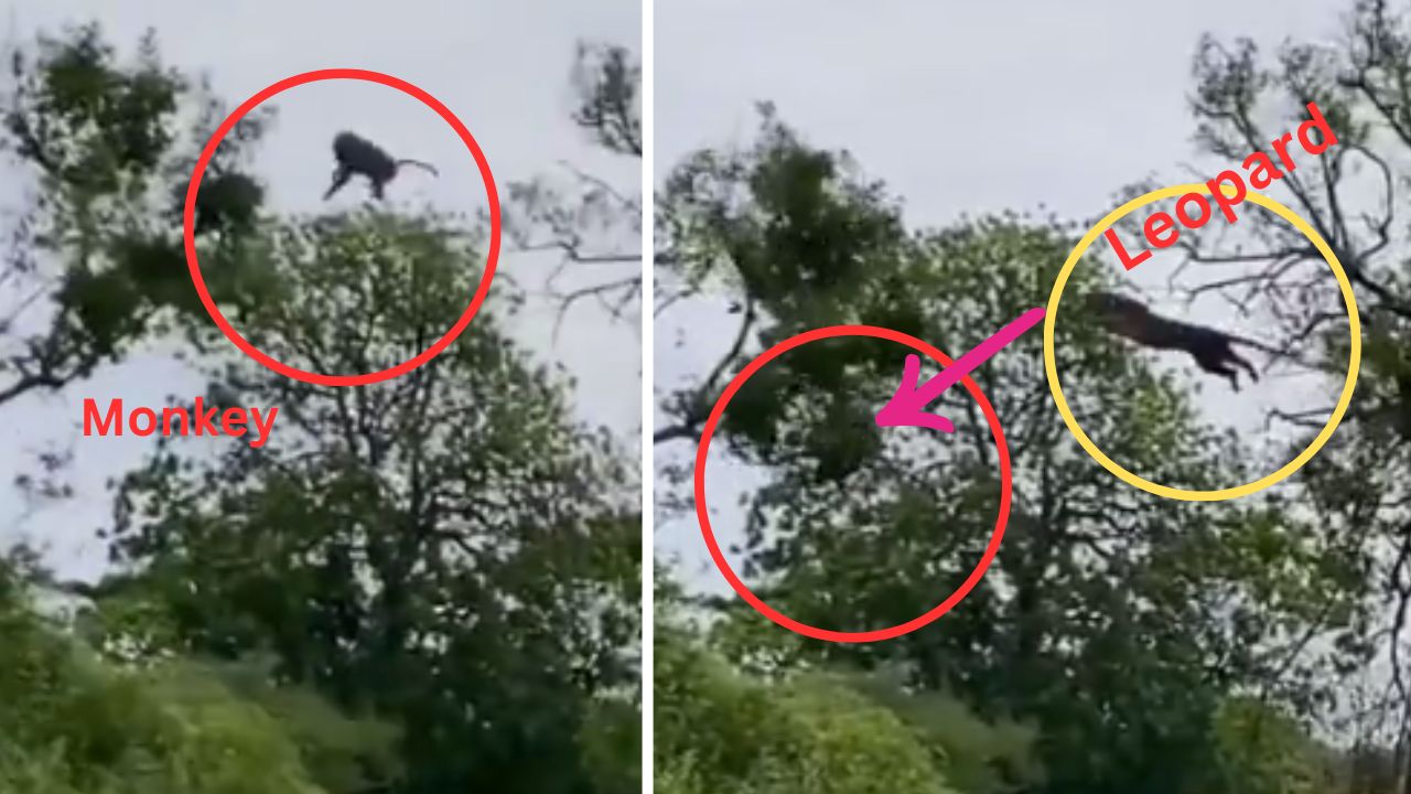 Leopard's Aerial Hunt Video: Captures monkey mid-air