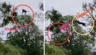 Leopard's Aerial Hunt Video: Captures monkey mid-air