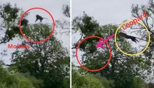 Leopard's Aerial Hunt Video: Captures monkey mid-air