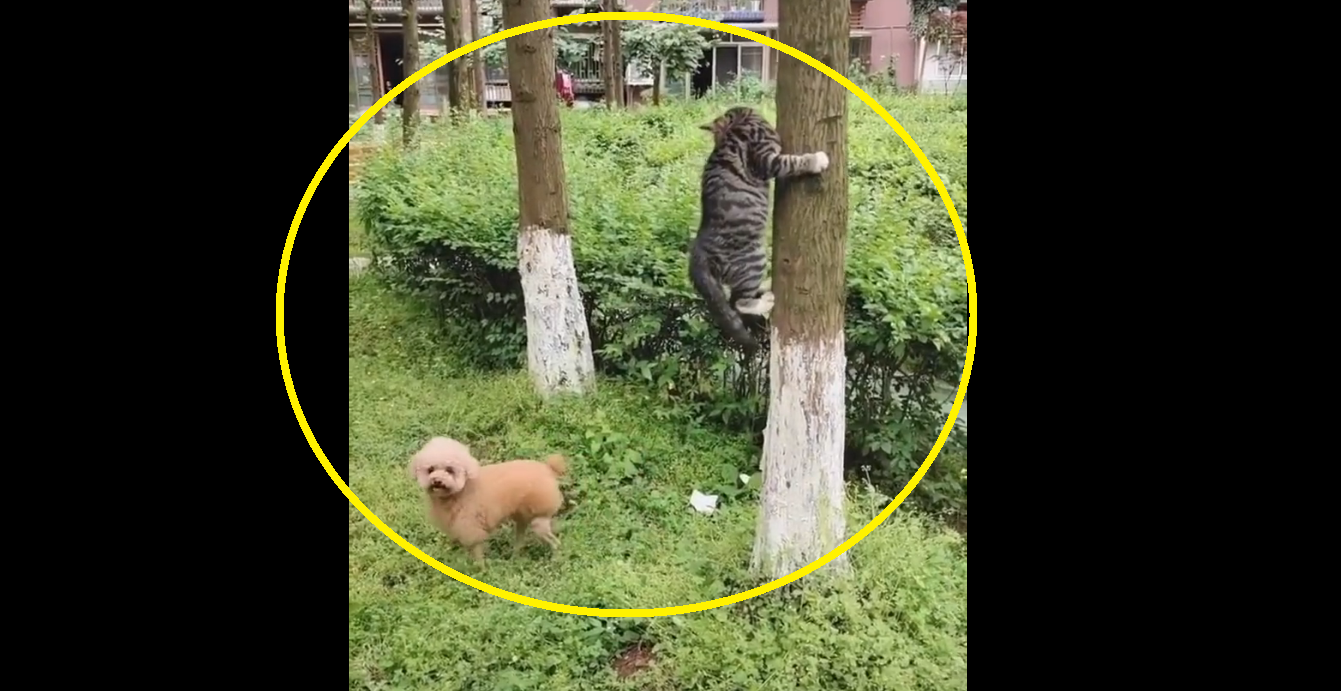 Aww-dorable: Watch cute poodle plays ‘hide and seek’ with cat, leaving internet in splits