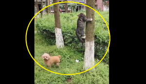 Aww-dorable: Watch cute poodle plays ‘hide and seek’ with cat, leaving internet in splits