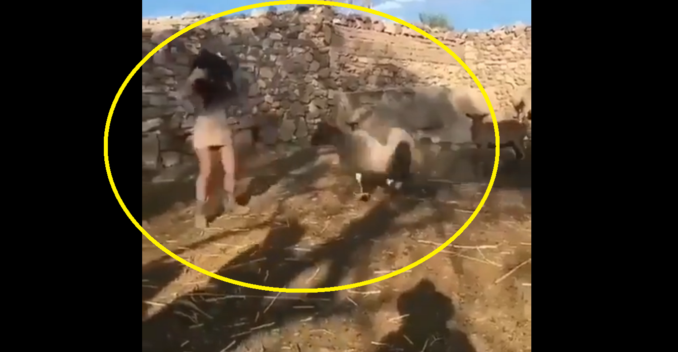 Viral Video: Woman tries to take away mama sheep’s baby; what happens next?