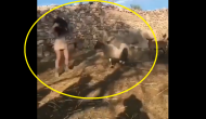 Viral Video: Woman tries to take away mama sheep’s baby; what happens next?