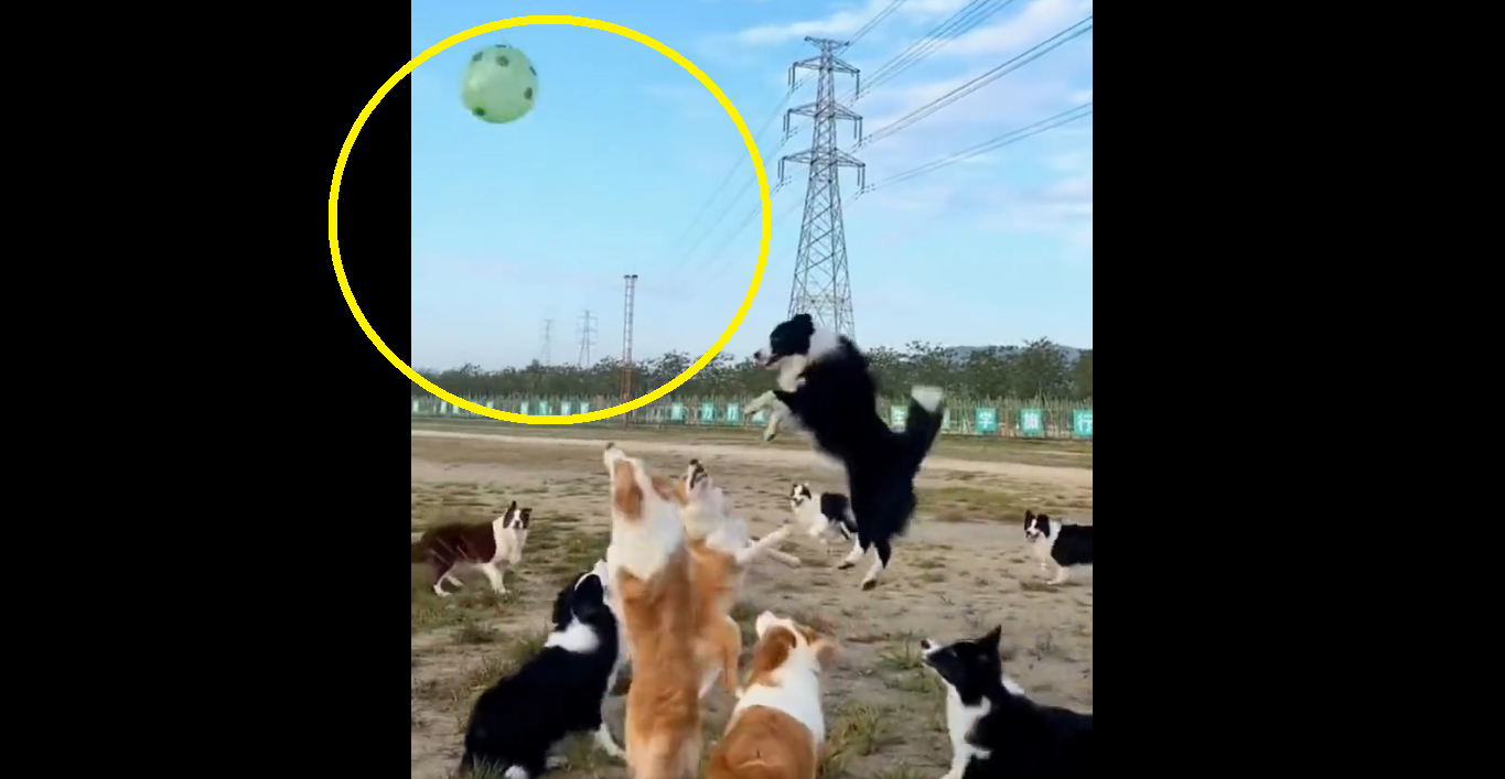 Aww-Dorable: Watch dogs play ‘valley ball’ with balloon