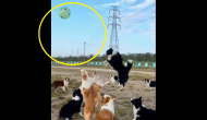 Aww-Dorable: Watch dogs play ‘valley ball’ with balloon