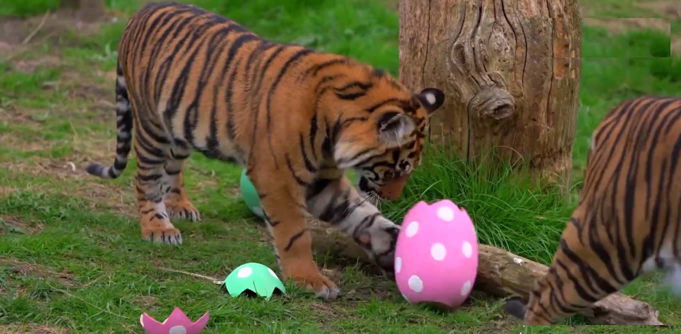 Watch: Animals at London Zoo celebrate Easter