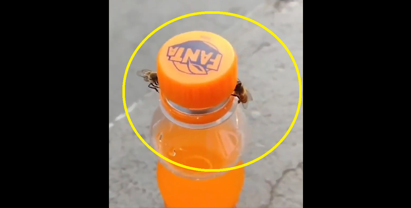 Viral Video: Two honey bees work together to open bottle's cap; teaches teamwork