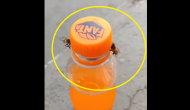 Viral Video: Two honey bees work together to open bottle's cap; teaches teamwork