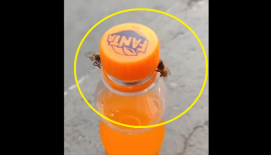 Viral Video: Two honey bees work together to open bottle's cap; teaches teamwork