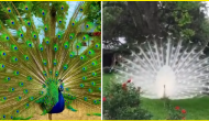 Watch: White, blue peacocks spread feathers, dance in viral videos; leave internet spellbound