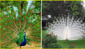 Watch: White, blue peacocks spread feathers, dance in viral videos; leave internet spellbound