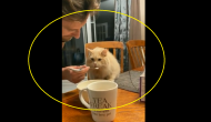 Watch: Cat tries ice cream for first time; Twitter awards Academy Award for dramatic performance