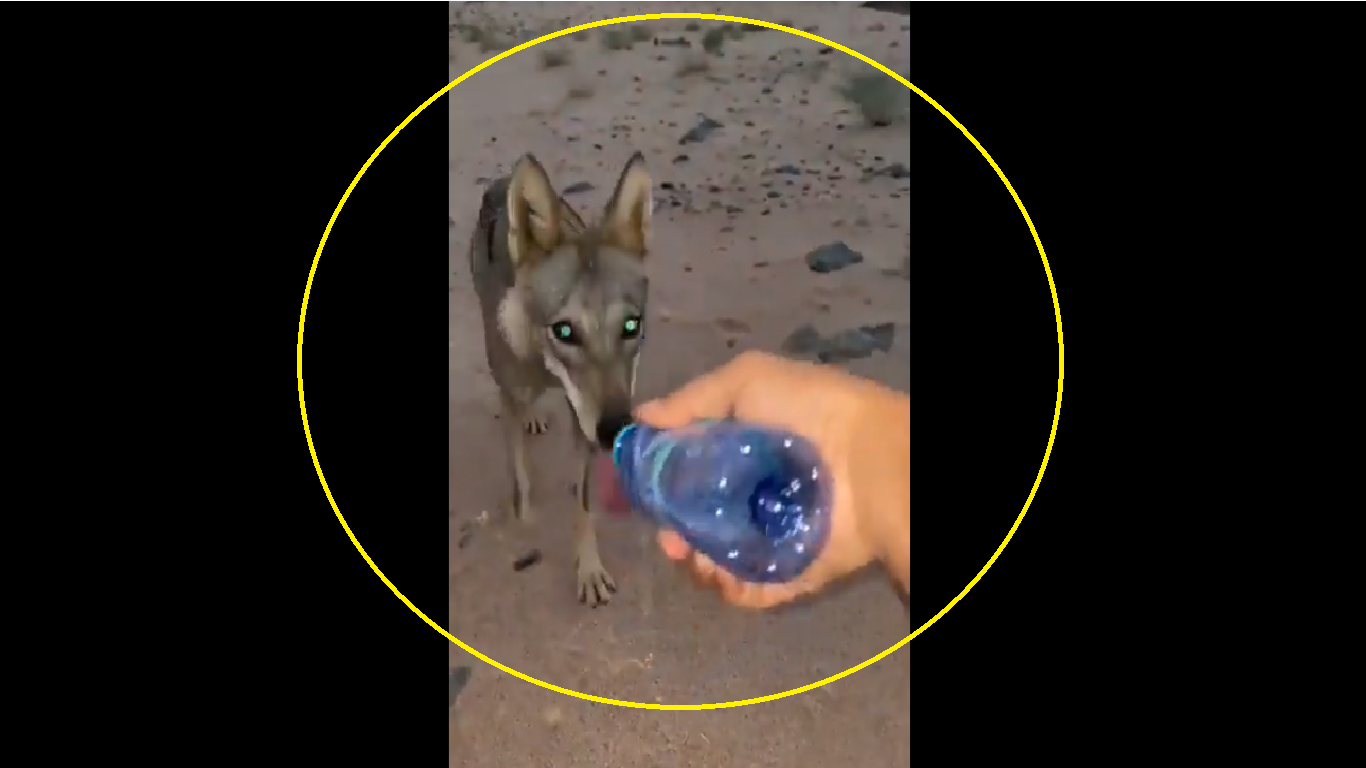 Watch: Man gives lone wolf water in middle of desert; wins hearts 