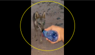 Watch: Man gives lone wolf water in middle of desert; wins hearts 