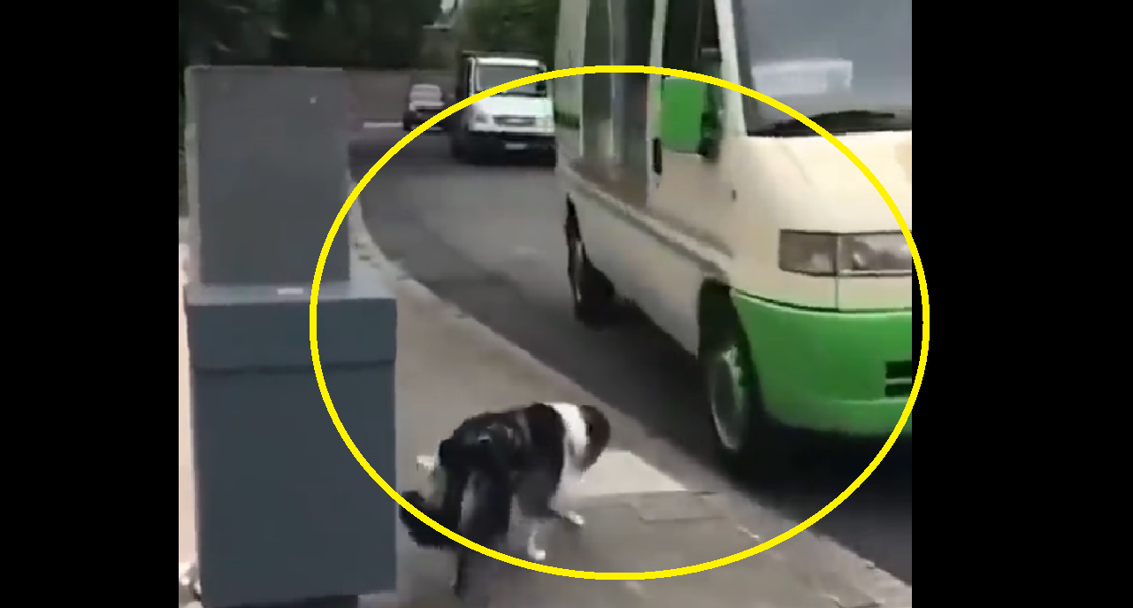Watch: Dog waits every day for special vehicle; internet praises ice cream man
