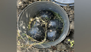 Delhi: 10 bombs recovered in Metro Vihar Chowki, 1 held