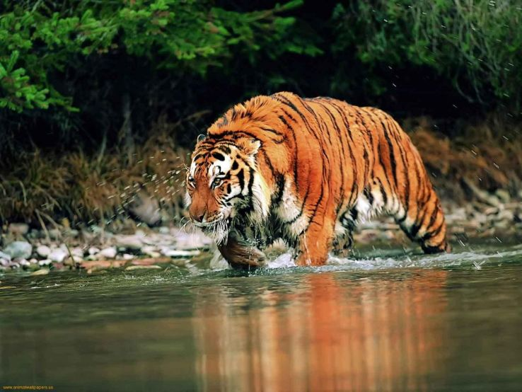 Baby elephant killed by tiger in Bandhavgarh