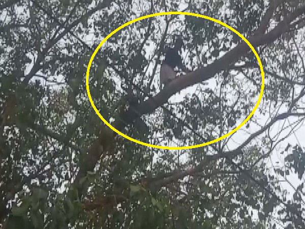 Transgender woman protests 'attack' by climbing tree in Kerala's Aluva