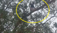 Transgender woman protests 'attack' by climbing tree in Kerala's Aluva