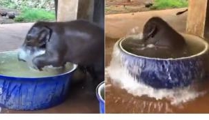 Viral Video: This baby elephant's bath time ritual will melt your heart
