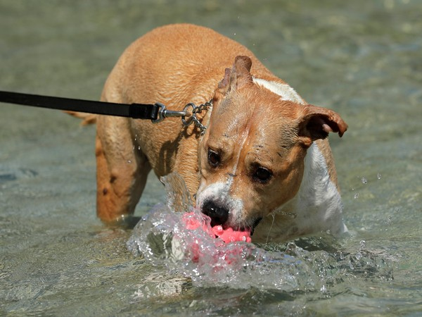 Pitbull bites man's private part in Haryana's Karnal