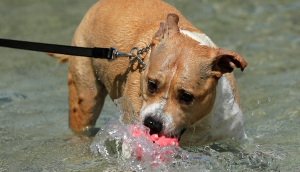 Pitbull bites man's private part in Haryana's Karnal