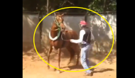 Watch: Man gets instant Karma for kicking innocent horse