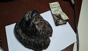 Assam: Rhino horn suspected to be from Kaziranga poaching incident recovered