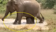 Watch: Furious mama elephant fights crocodile to save baby